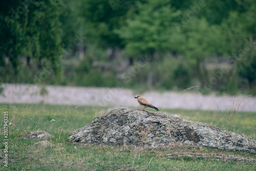 Foto Common kestrel Falco tinnunculus male perched on lichen covered rock in green fi