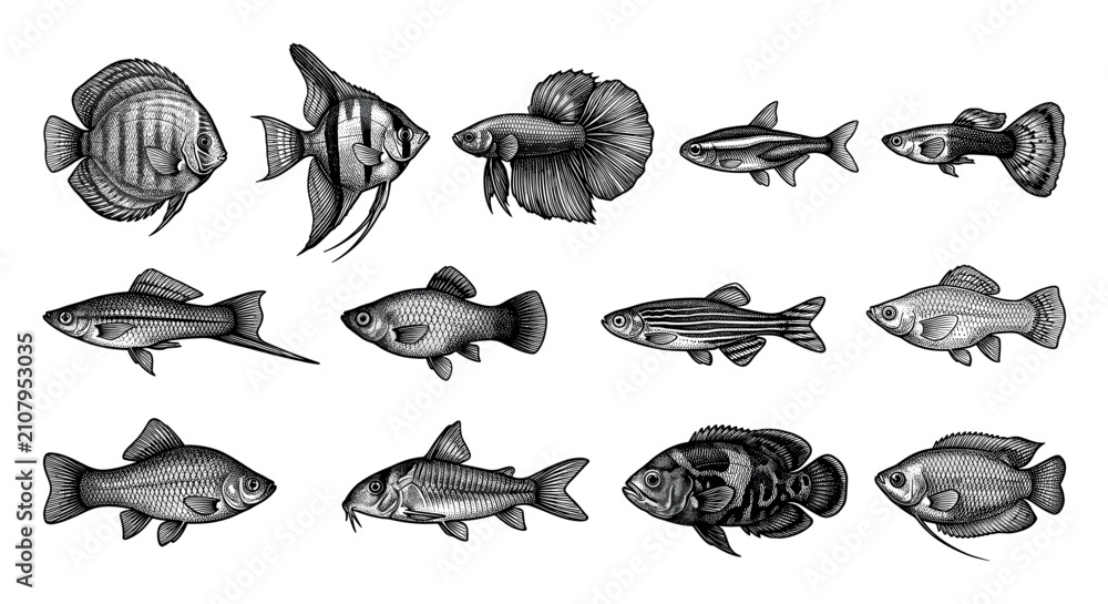 Obraz premium Various detailed black and white aquarium fish illustrations are arranged in rows on a clean white background, showcasing different species