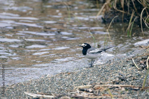Foto White wagtail bird standing on pebble river shore