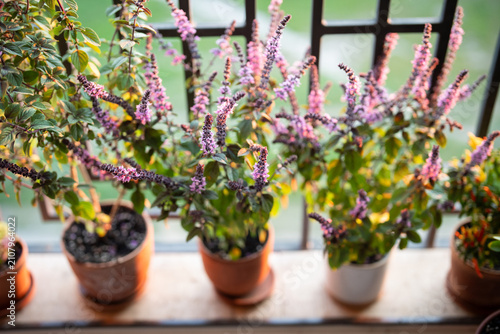 Foto Blooming Thai basil plant bush with small purple aroma flowers in clay pot on windowsill at home