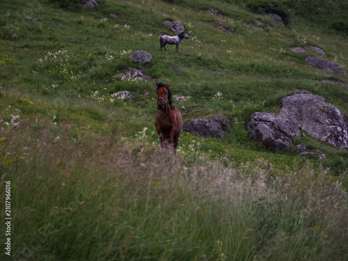 Quadro su tela Brown Horse on Grassy Hillside