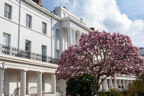 Photos Part of the magnificent Grade II listed Georgian terrace known as the Crescent, Gosport, Hampshire, UK, with a Magnolia tree in full bloom in the foreground