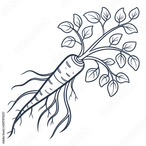 Fotografie kudzu root vector