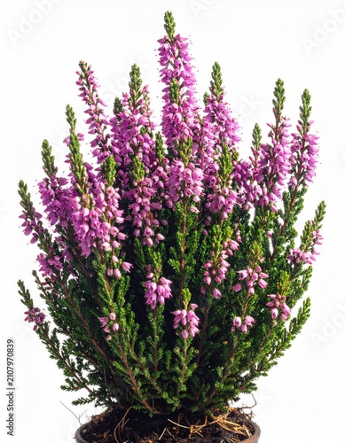 A small evergreen shrub with dense foliage and numerous small, tubular pink flowers