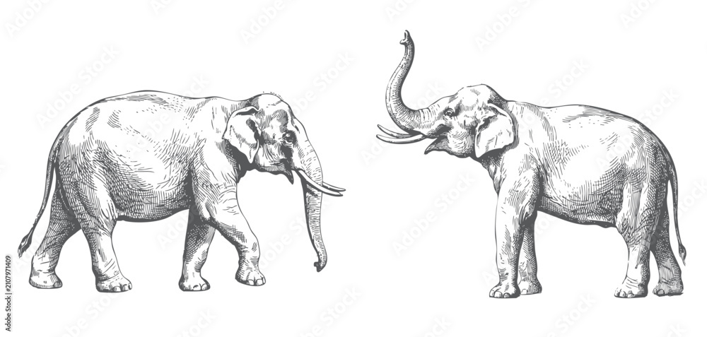 Obraz premium Elephant duo illustration with walking and raised trunk poses in antique engraving.