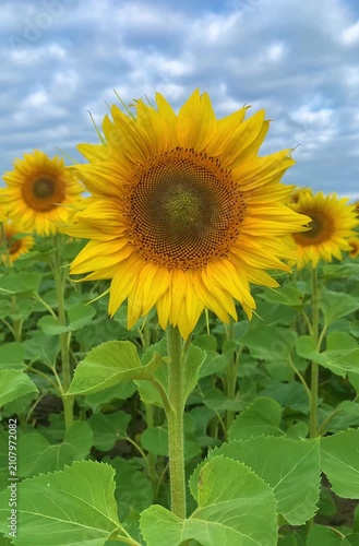 Bright blooming sunflowers growing in a green agricultural field under a dramatic cloudy blue sky. Close-up view of vibrant yellow sunflower blossoms in summer, symbolizing agriculture, nature, renewa