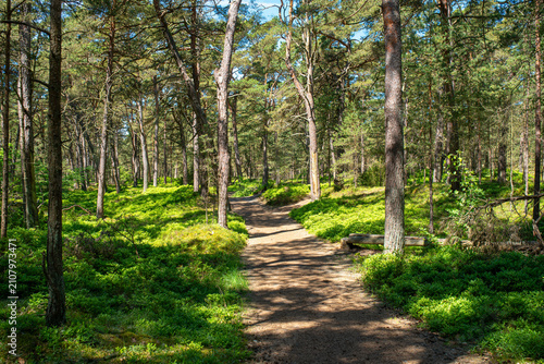 The Darß Forest is a wooded region on the western coast of the Darß peninsula on Germany's Baltic coast. It covers 5,800 hectares and is part of the Western Pomeranian Lagoon Region National Park.