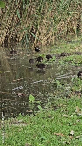 Water Birds with Chicks Swimming Along Quiet Lakeshore