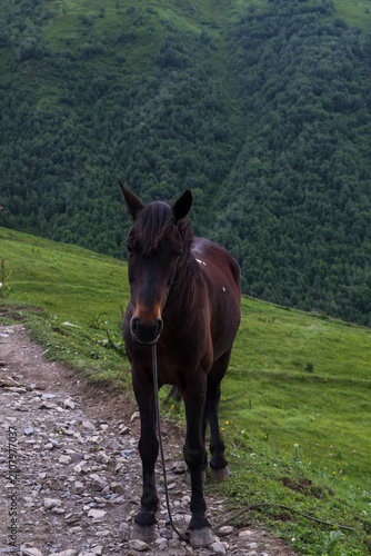 Obraz na plátně Brown Horse on Mountain Path