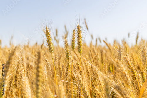 Fotografi Mature golden wheat ears stand in a sunlit field under a clear light blue sky, ready for harvest