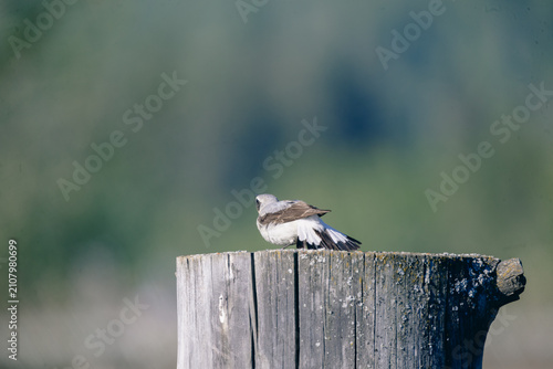 Canvas Print Isabelline wheatear perched on weathered wooden post showing tail feathers with