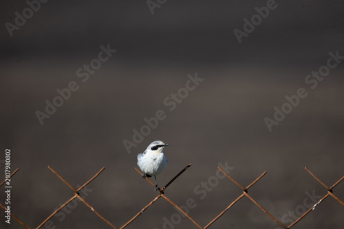 Konstfotografi Northern wheatear perched on rusty wire mesh fence against dark blurred backgrou