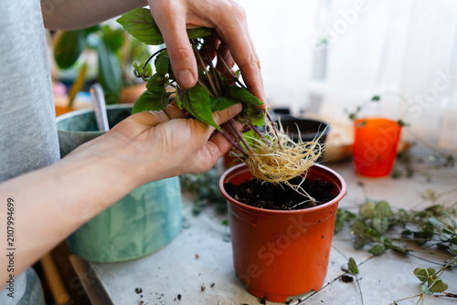 Woman removing roots of a potted plant with delicate leaves closeup. Focused gardener cleaning and inspecting root system for repotting with calm careful tenderness in natural light at home.