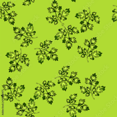 pattern cerefolium chervil hand drawn. anthriscus plant, illustration food, fennel parsly cerefolium chervil vector sketch illustration
