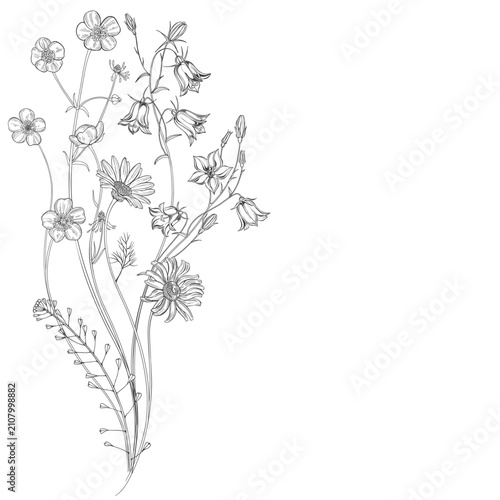 Luxury design with chamomile, bluebells, buttercup, shepherd's purse and place for text on white. Template design for text, packaging and prints. Floral background vector. 