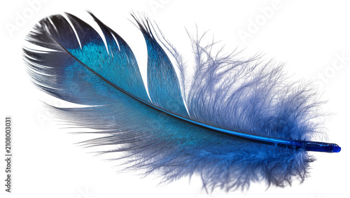 Vibrant blue feather with delicate barbs, isolated on transparent background