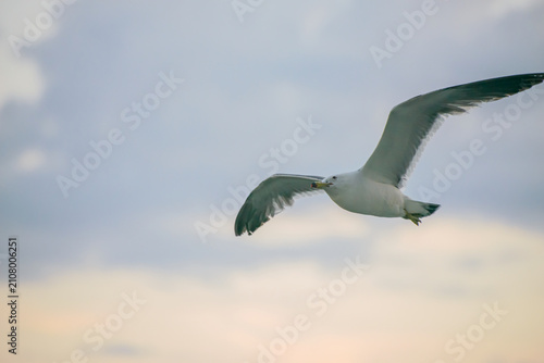 Soaring seagull gliding over pastel cloudy sky at golden hour.