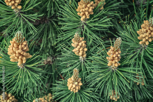 Lots of orange yellow female pine cones buds on branch Pitsunda Pinus brutia pityusa on blurred background of evergreens. Selective focus in decorative garden. Nature concept
