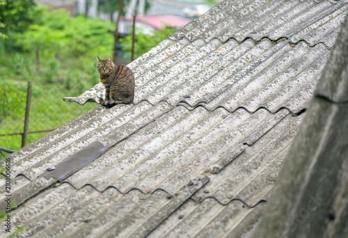 Tabby cat sitting on corrugated roof in green countryside.