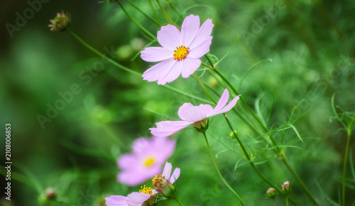 Pink cosmos flowers blooming in a soft green meadow background.