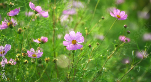 Pink cosmos flowers blooming in a soft green meadow background.