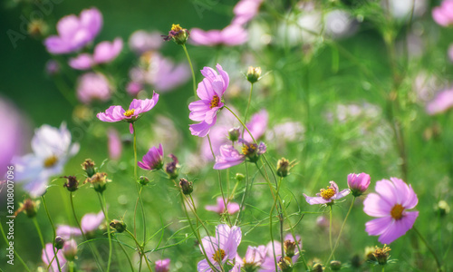 Pink cosmos flowers blooming in a soft green meadow background.