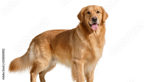 Fotografija Golden Retriever dog standing panting happily, isolated on transparent backgroun