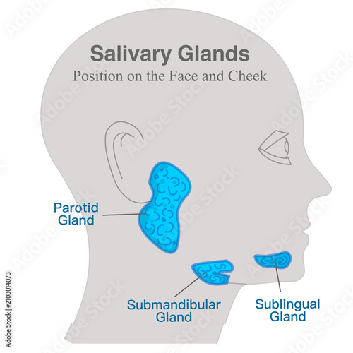 Salivary glands are found in and around your mouth and throat. Parotid, submandibular, and sublingual glands. Illustration vector