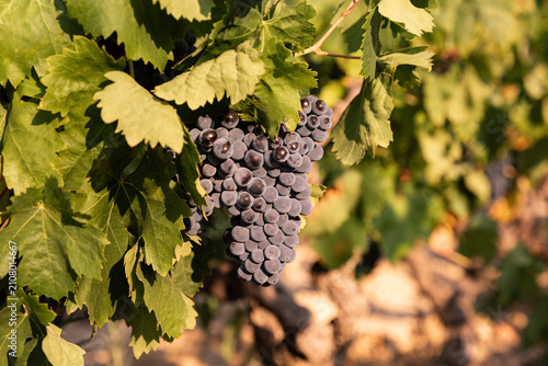Grande grappe de raisin rouge en gros plan entourée de feuilles vertes sur un pied de vigne, été