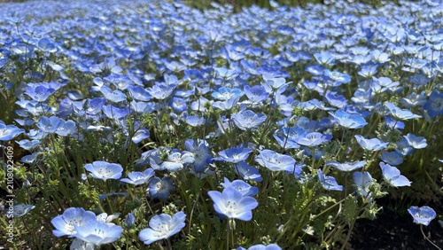 Tableau sur toile A dense nemophila field fills the frame with countless blue blossoms and pale wh