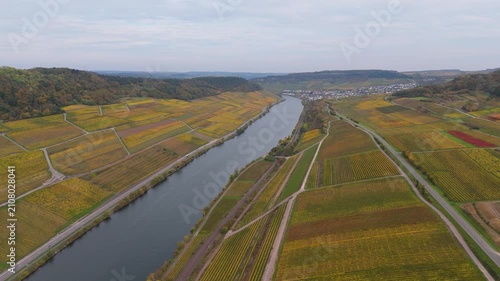Moselle Valley with aerial view over riesling vineyard landscape in autumn, agriculture, Mosel river, Wincheringen border between Germany and Luxembourg