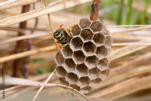 European paper wasp Polistes dominula building its nest among dry grass