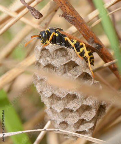 European paper wasp Polistes dominula building its nest among dry grass