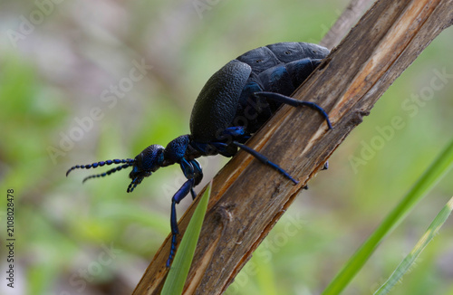 Black oil beetle Meloe proscarabaeus climbing on a dry stick
