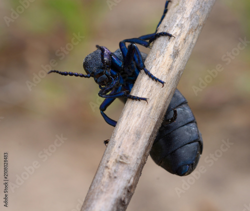 Black oil beetle Meloe proscarabaeus climbing on a dry stick