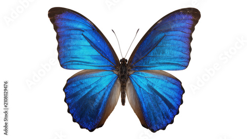 Cuadro en lienzo Vibrant blue morpho butterfly with intricate wing patterns, isolated on transpar
