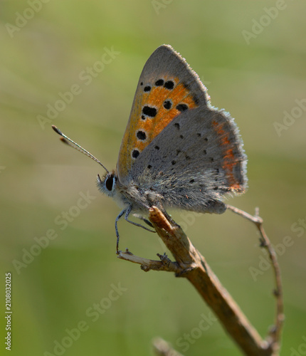Small copper butterfly Lycaena phlaeas perched on a dry branch, side view with underside wings visible