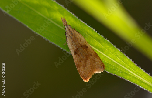 Long-legged Tabby moth Synaphe punctalis resting on a green leaf outdoors