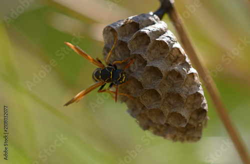 European paper wasp Polistes dominula guarding its nest