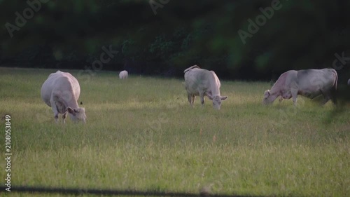Light-colored cows feed across a wide grassy meadow bordered by dense trees. Warm natural light enhances the calm and quiet rural landscape.