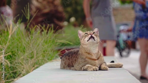 A relaxed tabby cat rests beside grass on a concrete surface while people walk in the blurred background, capturing a quiet moment in a busy outdoor setting.