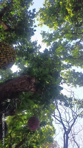 Upward View of a Green Tree Canopy with Colorful Hanging Decorations, Nature Video Footage for Creative Garden Design, Outdoor Festivals, Public Parks, Tourism, and Relaxation