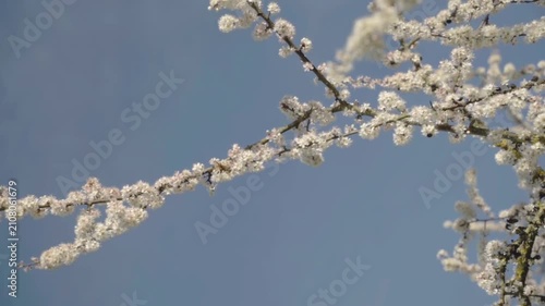 Thin branches covered in white blossoms fill the frame against a clear blue sky, capturing vibrant spring growth in bright natural light. Slow motion.