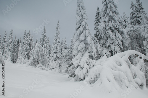 Winter view of snow-covered fir-tree forest in the national park Zuratkul, South Ural, Russia