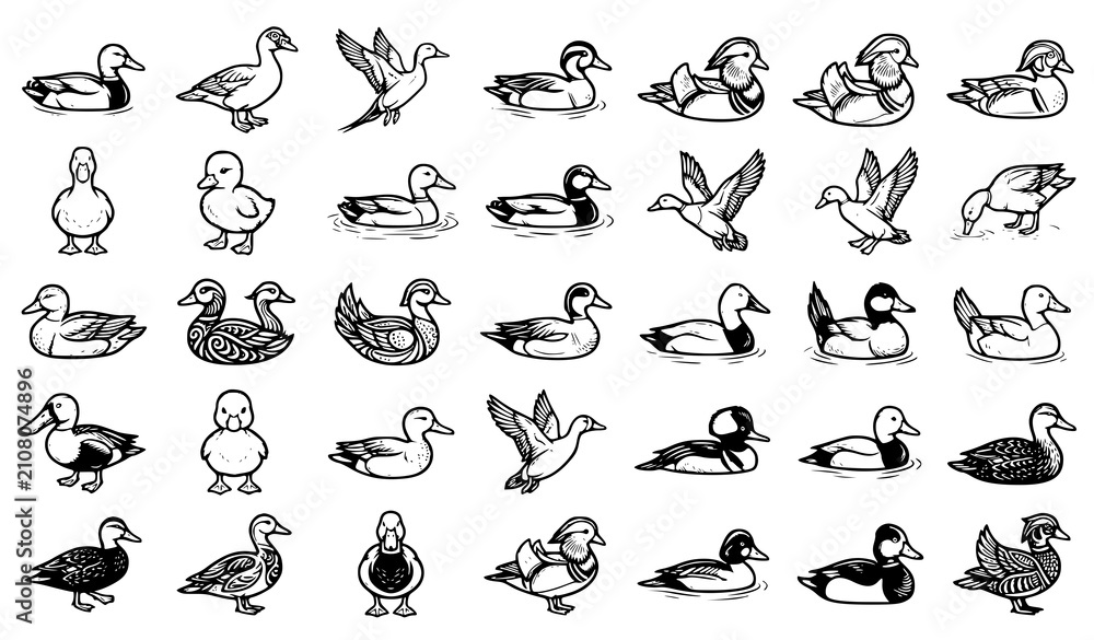 Obraz premium 30 Black and White Duck Bird Outline Vector Collection Isolated on White Background