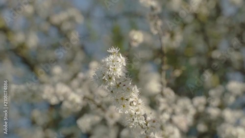 White blossoms with yellow centers fill the frame, set against blurred foliage. Natural light emphasizes the fine textures of the blooming branch in slow motion.