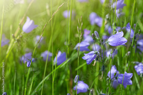 Macro photograph of a blue Campanula ,bellflower.