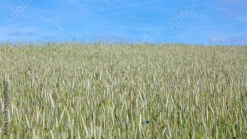 Tableau sur toile Wheat swaying in the wind in a field on a summer day.