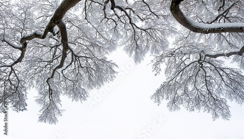 Branches Of A Tree In Snow On White Background