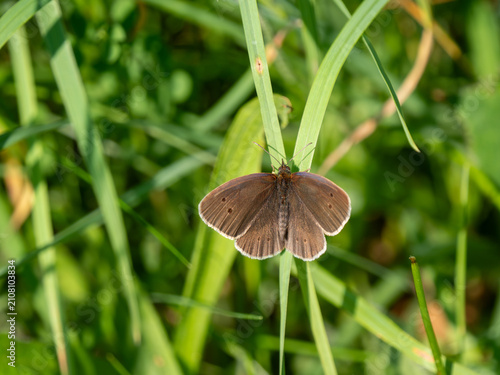 Ringlet Butterfly Resting on Grass